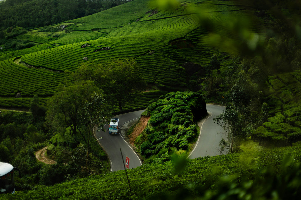 Wayanad Tour Package-2Day/1 Night