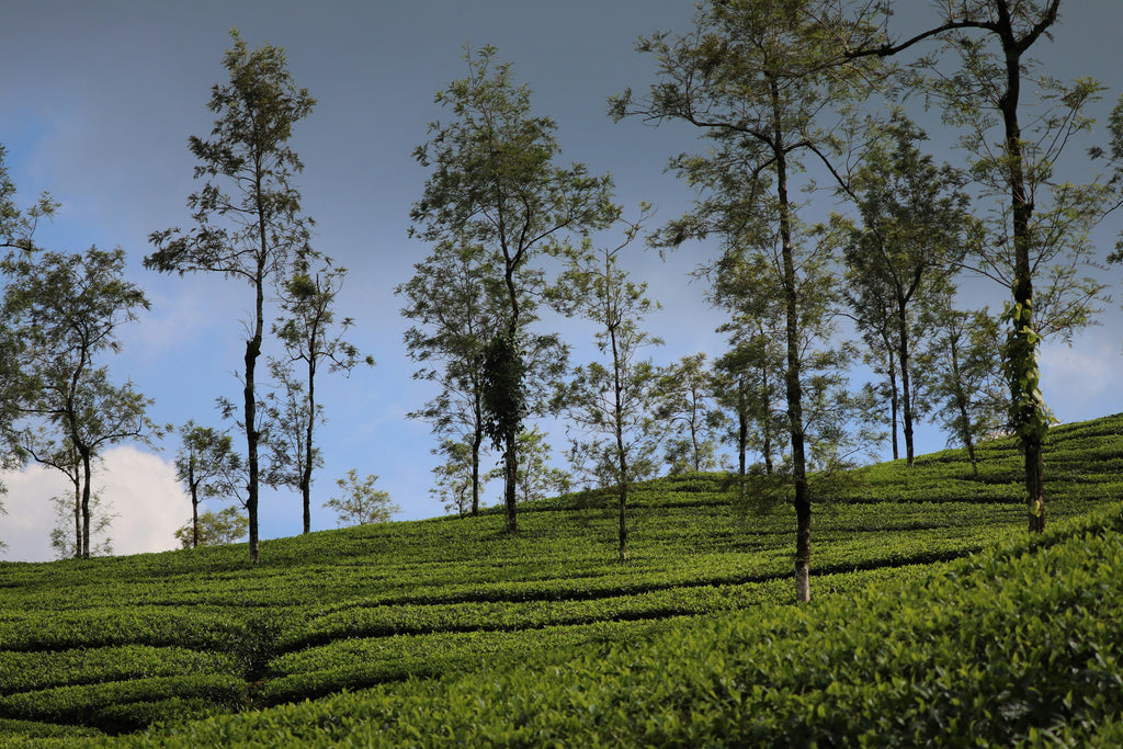 One Day Munnar Package – Starts from Kochi 4AM | ₹2000 Per Head