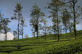 One Day Munnar Package – Starts from Kochi 4AM | ₹2000 Per Head