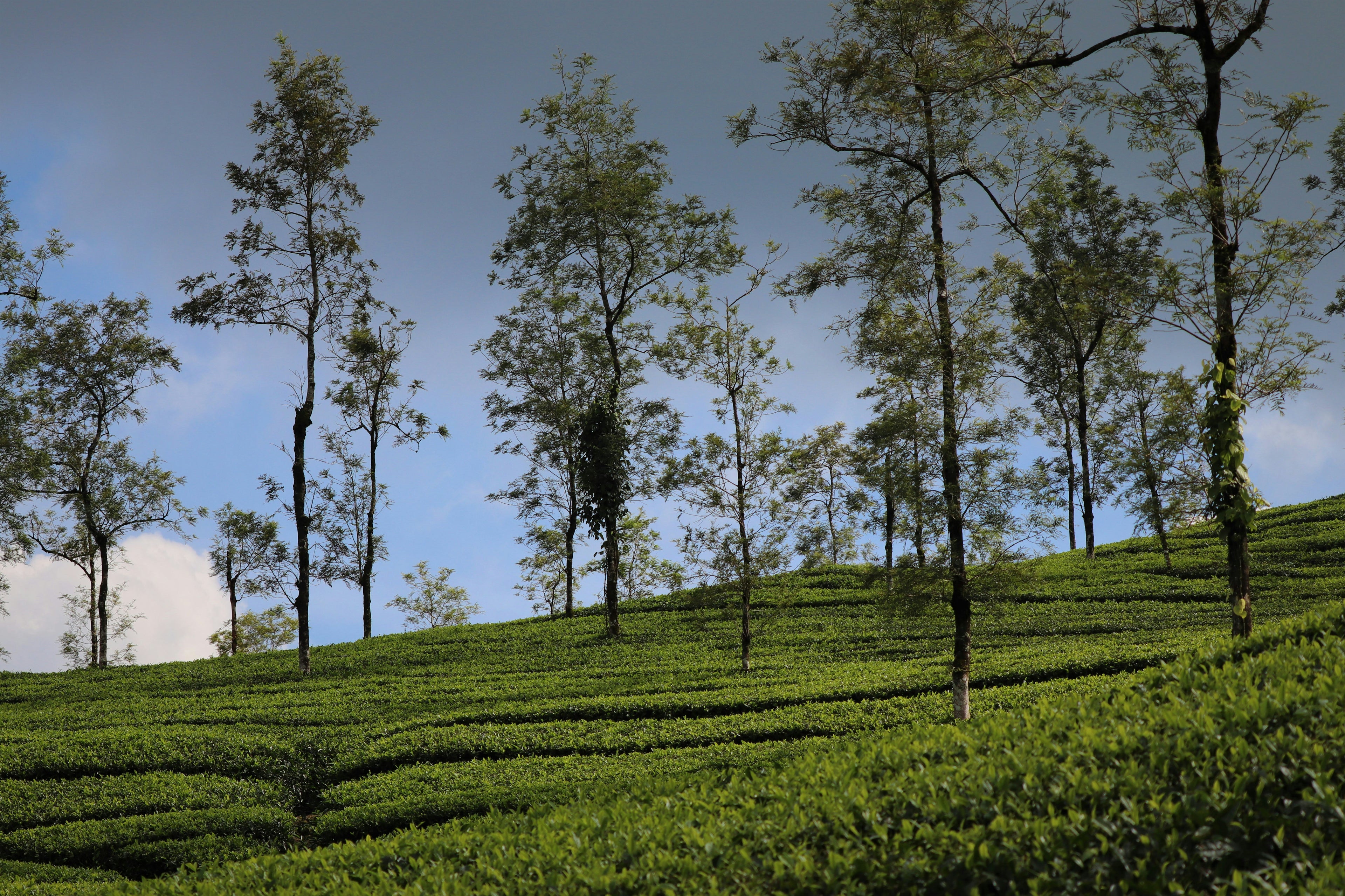 One Day Munnar Package – Starts from Kochi 4AM | ₹2000 Per Head