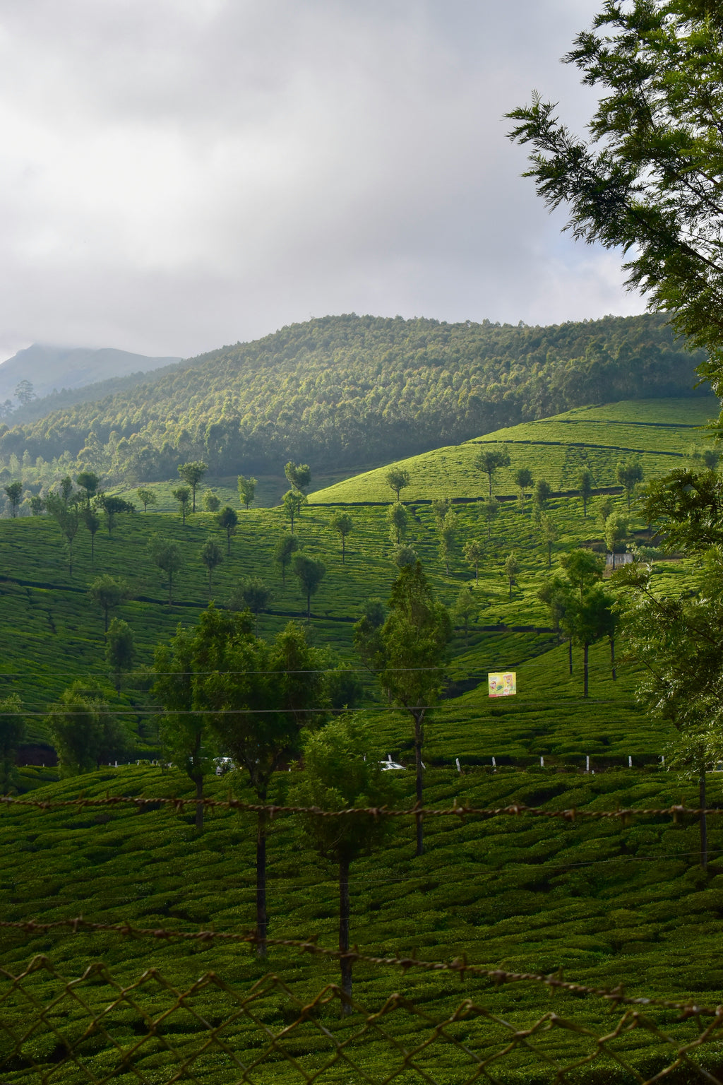 Munnar Package