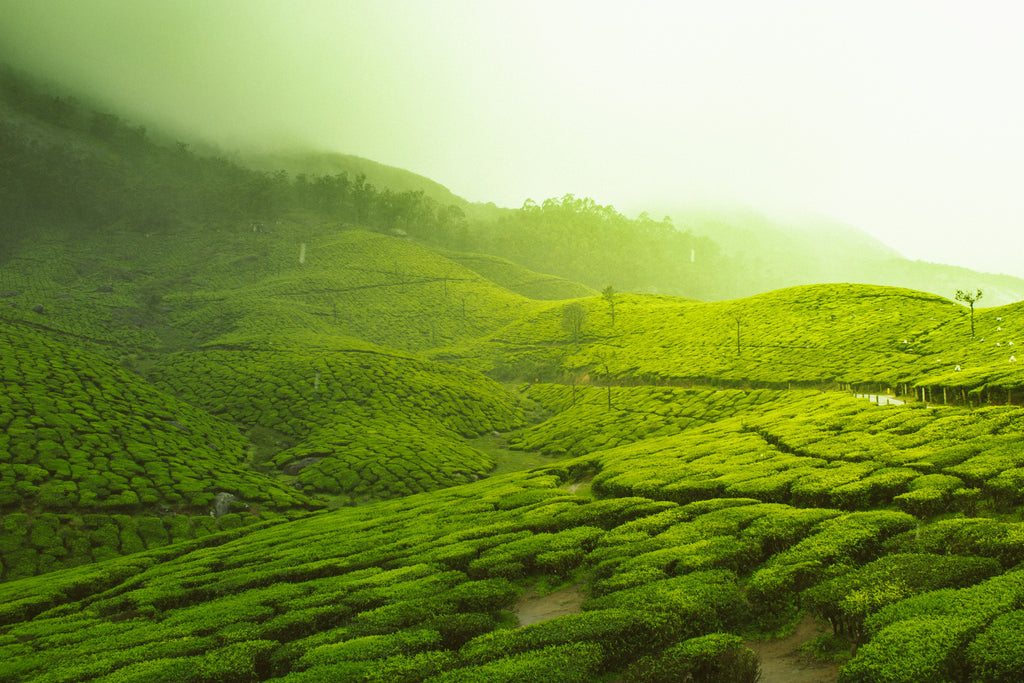 One Day Munnar Package – Starts from Kochi 4AM | ₹2000 Per Head