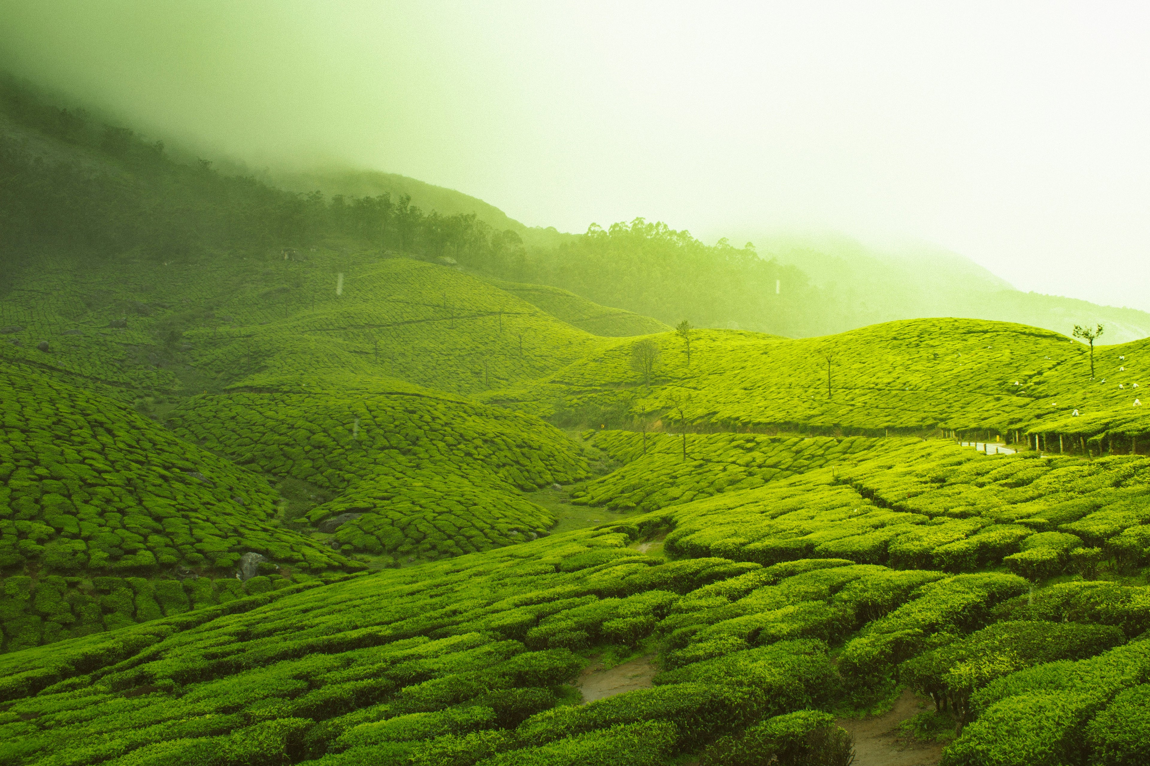 One Day Munnar Package – Starts from Kochi 4AM | ₹2000 Per Head